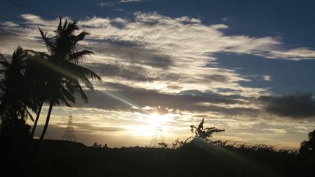 Golden Sunlight Over Palm Trees wallpaper