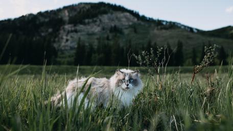 Cute cat in the field wallpaper