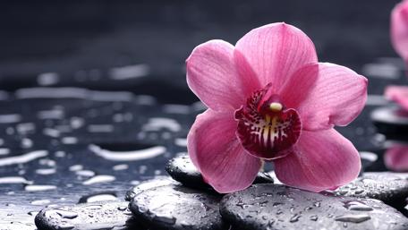 Pink orchid wallpaper