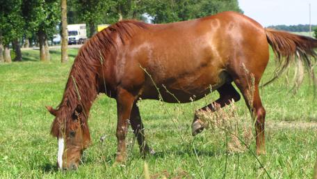 Majestic Red Horse in Lush Green Fields wallpaper