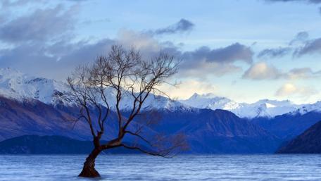 Lone tree landscape wallpaper