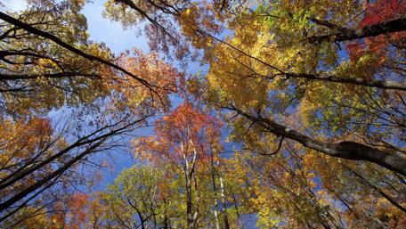 Indian summer in Great Smoky Mountains National Park wallpaper