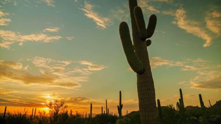 Wester cactus wallpaper