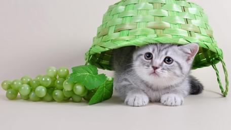 Kitten Under a Basket Paradise wallpaper