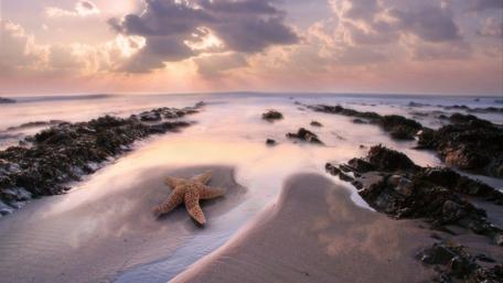 Seashore with starfish wallpaper