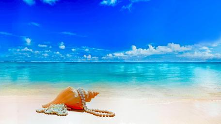 Shell on the beach wallpaper