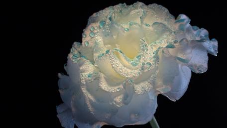 White flower on black background wallpaper