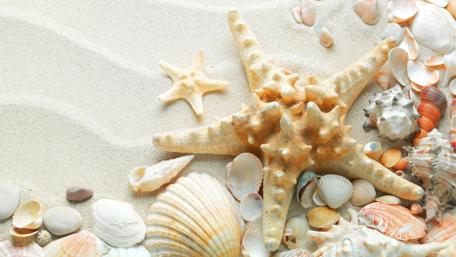 Starfish and seashells on sand wallpaper