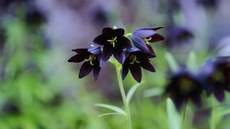 Black bellflowers wallpaper