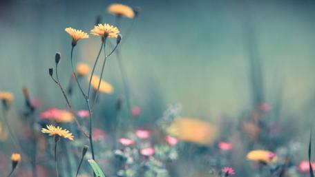 Pretty yellow wild flowers wallpaper