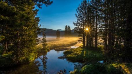 Sunlight through the trees wallpaper
