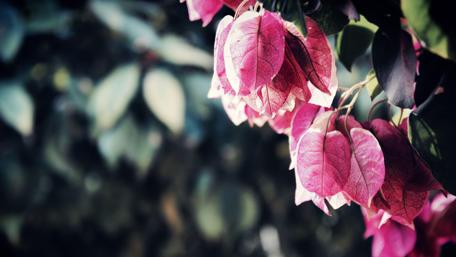 Beautiful bougainvillea wallpaper