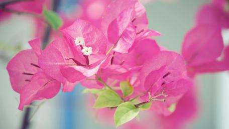 Marvellous bougainvillea tree wallpaper