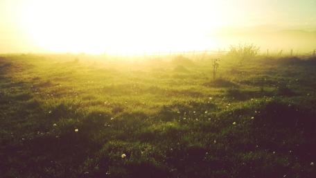 Grassy field in sunlight wallpaper