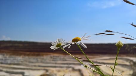 Serene Wildflowers in Nature's Embrace wallpaper