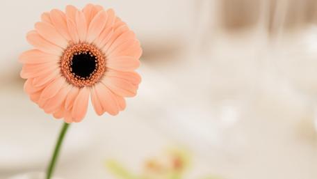 Gerbera flower wallpaper