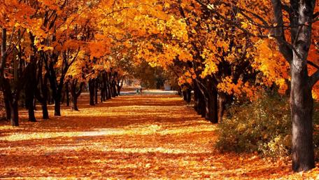 Autumn in the park wallpaper