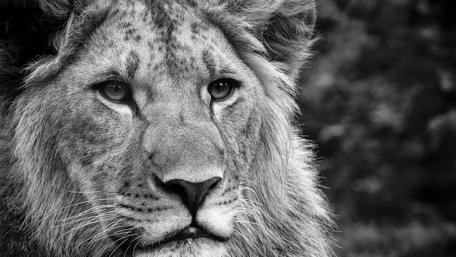 Black and white lion wallpaper