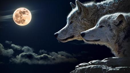 Wolves in full moon wallpaper