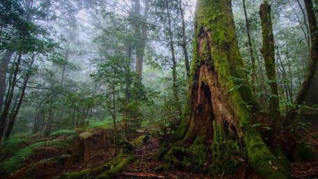Barrington Tops National Park wallpaper