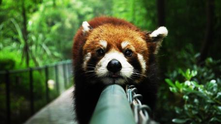Cute Red Panda wallpaper