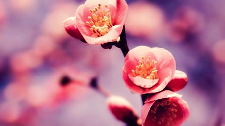 Cherry blossom at spring wallpaper
