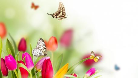 Butterfly in tulip wallpaper