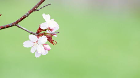 Flowery spring branch wallpaper