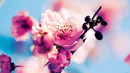 Pink cherry blossom wallpaper