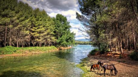 Horse family grazing along the river wallpaper
