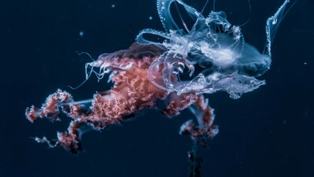 Jellyfish wallpaper