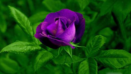 Lovely purple rose wallpaper