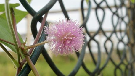 Delicate Bloom Behind the Fence wallpaper
