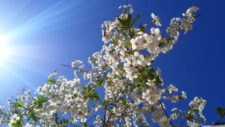 Spring tree in the sunshine wallpaper