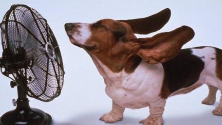 Cute Basset Hound wallpaper
