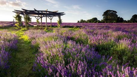 Lavender field wallpaper