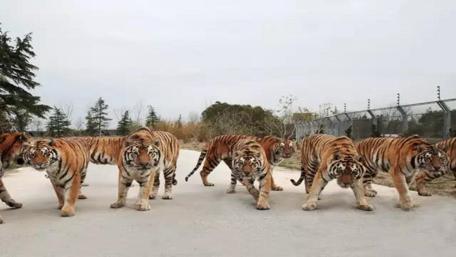 Tigers in the Zoo wallpaper