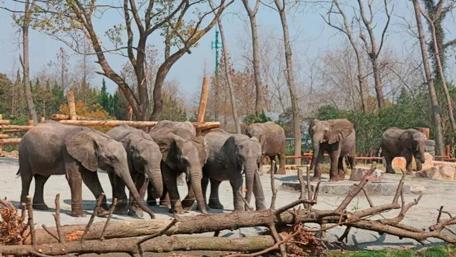 African elephants wallpaper