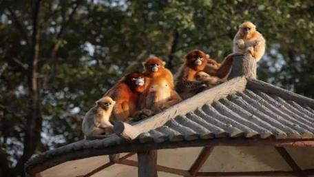 Golden Monkeys Relaxing on a Rooftop wallpaper