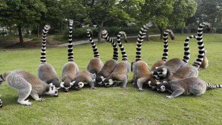 Lemurs wallpaper