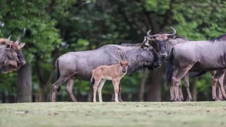 Majestic Wildebeests in Their Natural Habitat wallpaper