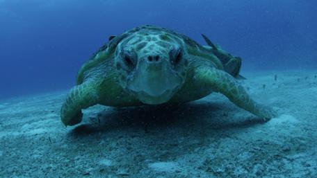 Sea turtle - Underwater wallpaper