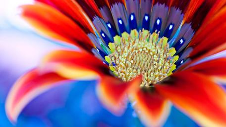 Macro Gerbera flower wallpaper
