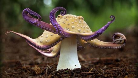 Octopus or Mushroom wallpaper