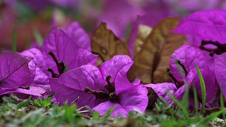Purple Bougainvillea wallpaper
