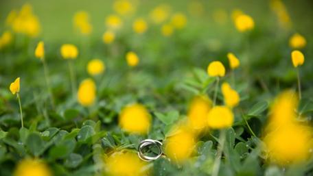 Rings in the grass wallpaper