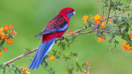 Colorful parrot wallpaper