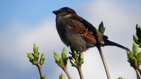 Sparrow bird wallpaper