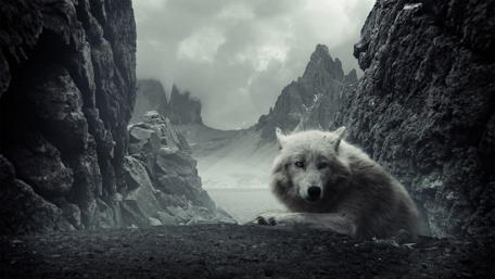 black and white wolf wallpaper