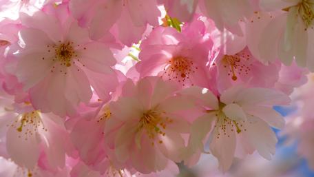 Cherry blossom at spring wallpaper